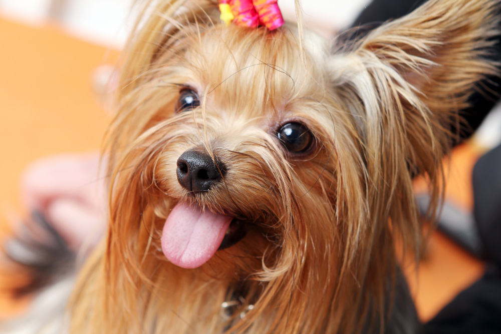 The Impact of Grooming on Your Dog's Mood