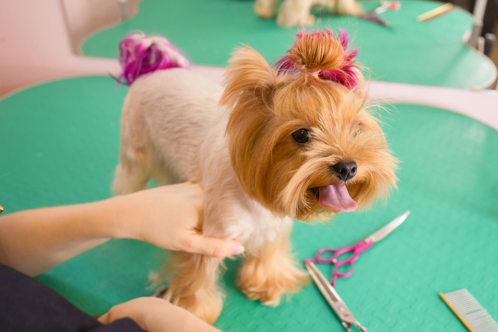 How Long Does Dog Grooming Take? A Comprehensive Guide