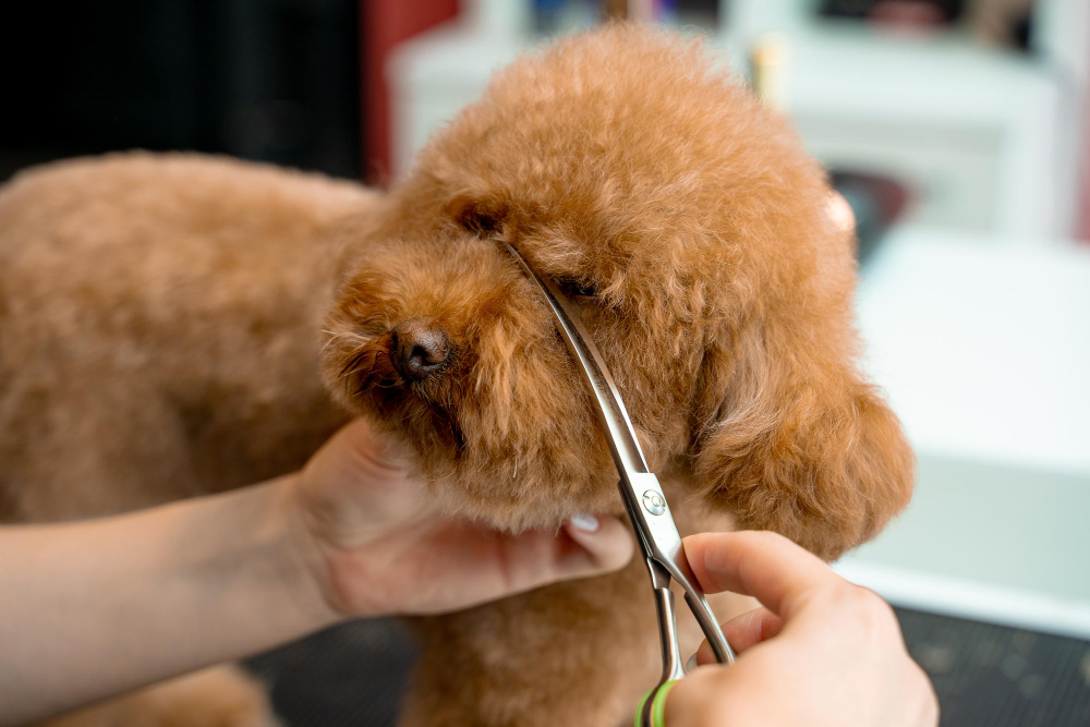 The Ultimate Guide to Face Shaping for Dogs