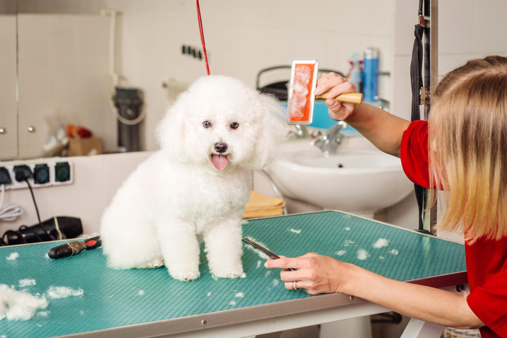Here's What to Expect with Mobile Dog Grooming