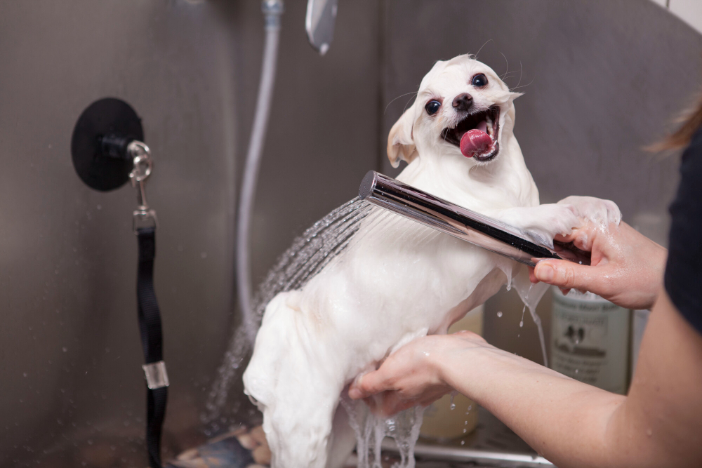 How to Make Dog Bathing Stress-Free for You and Your Furry Friend