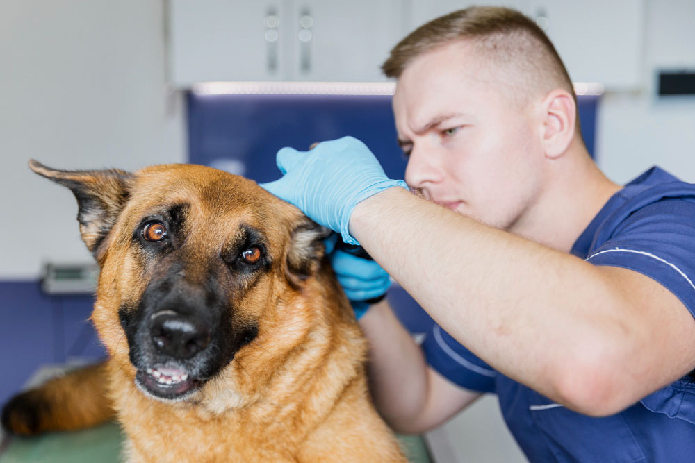 Protecting Your Pets with Regular Flea and Tick Treatments
