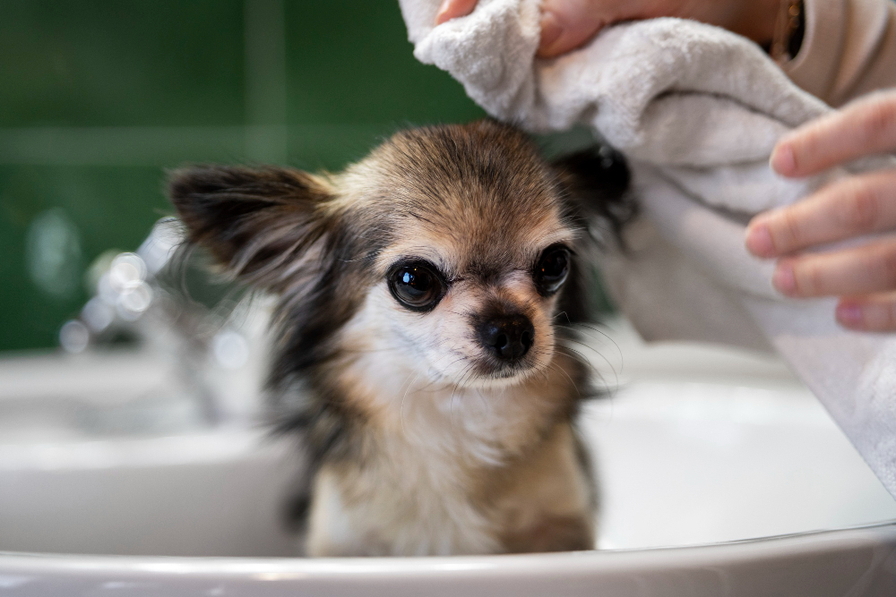 The Benefits of a Mobile Dog Spa
