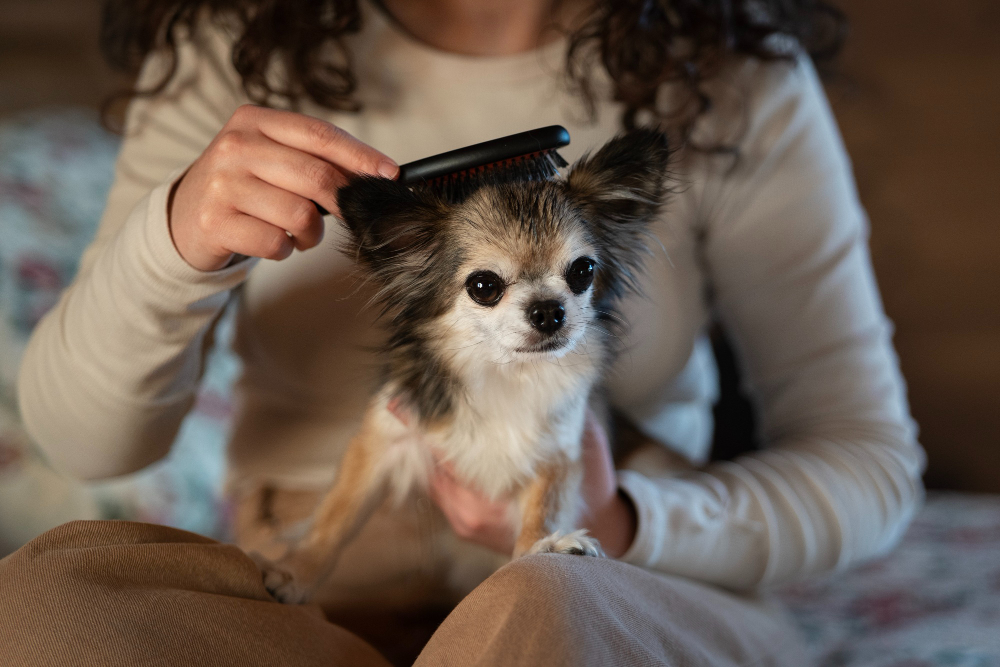 How Often Should You Groom Your Dog?