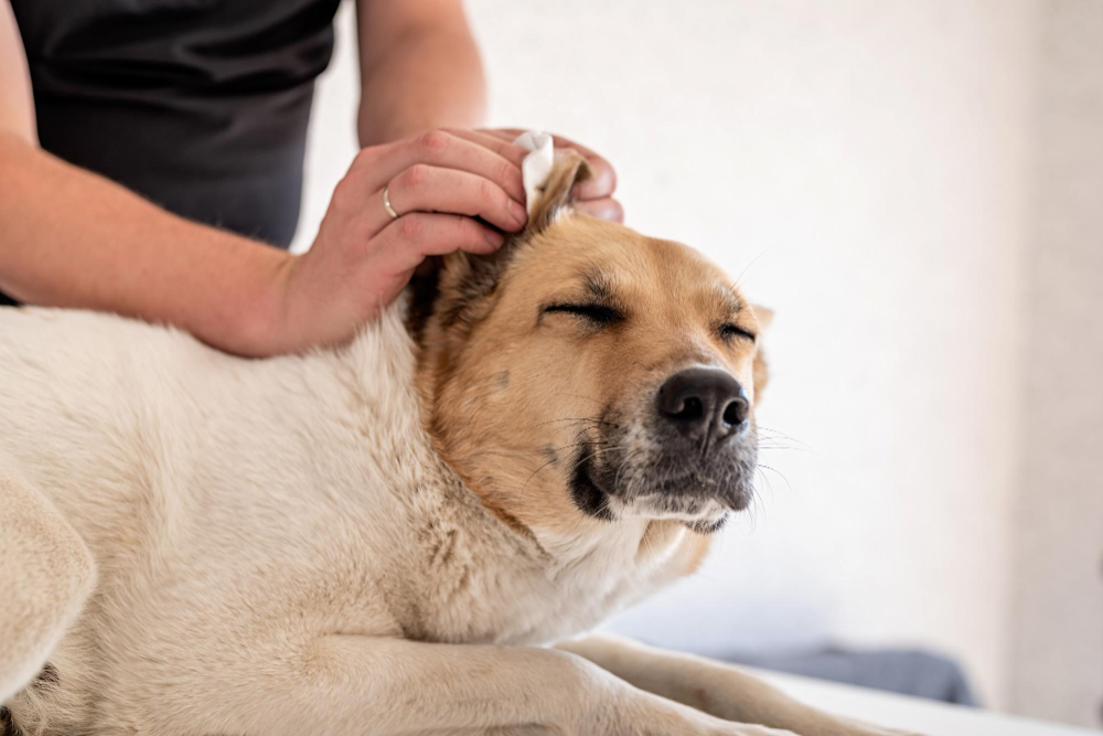 How To Take Care Of Your Dog’s Ears