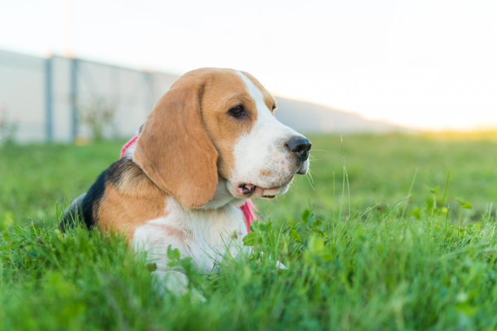 The Ultimate Guide to Low-Maintenance Dog Breeds