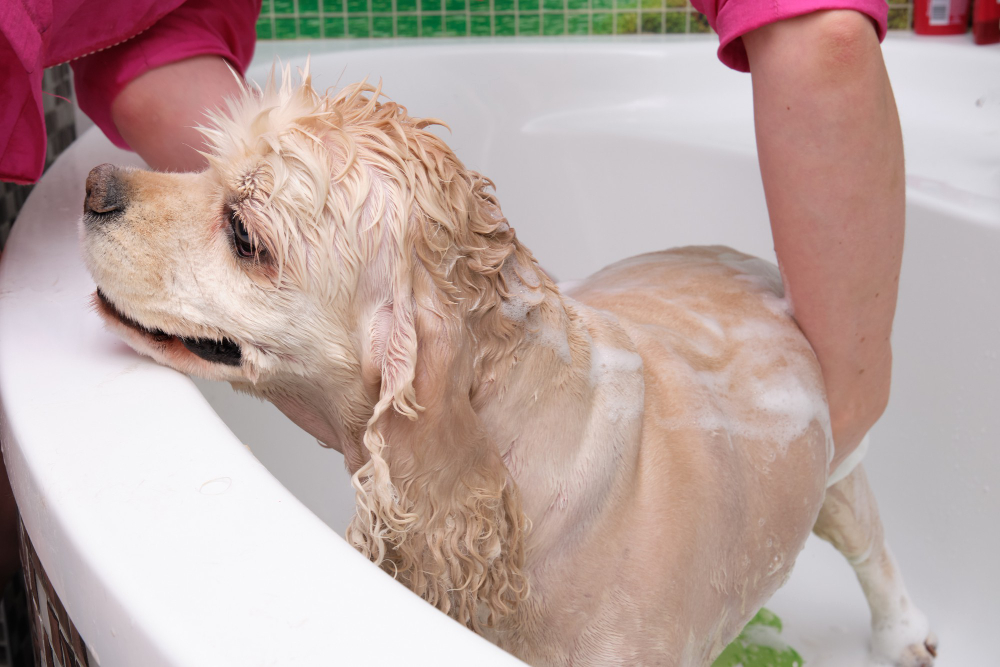 The Ultimate Guide to Dog Grooming and Bathing Tips