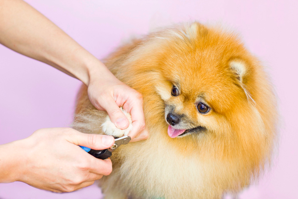 The Ultimate Guide to Dog Nail Trimming