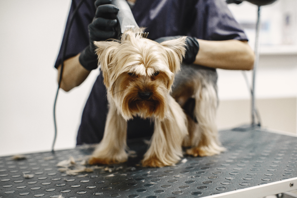 Common Pet Grooming Mistakes and How to Avoid Them