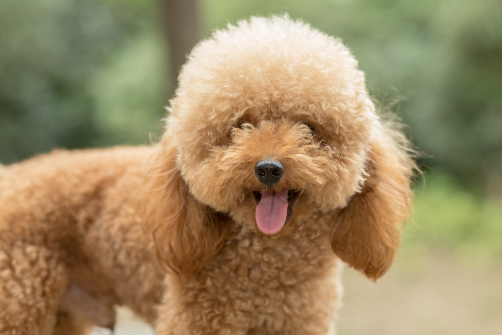 Hypoallergenic Dogs for Allergy Sufferers