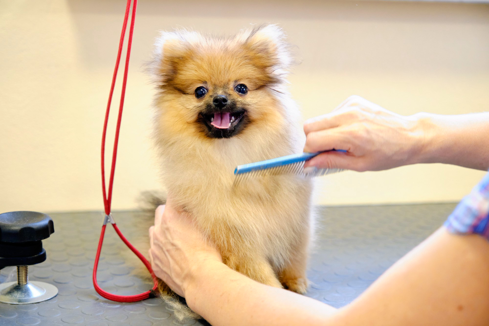 Tips for Choosing the Perfect Mobile Dog Grooming Company