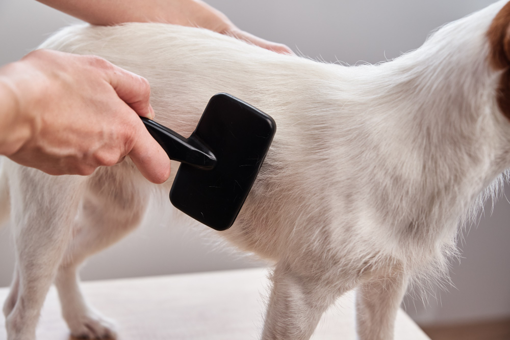 10 Tips to Reduce Dog Shedding and Keep Your Home Hair-Free