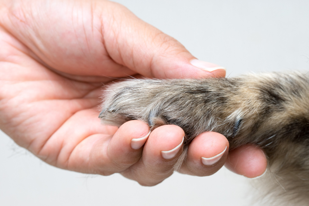 Why You Should Take Care of Your Dog’s Paws