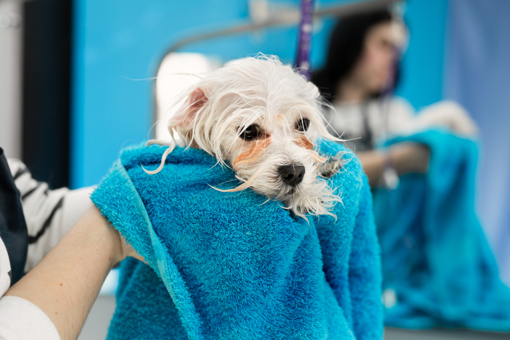 How to Handle Anxious Dogs During Grooming