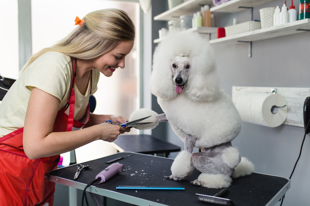 The Advantages of Mobile Pet Grooming