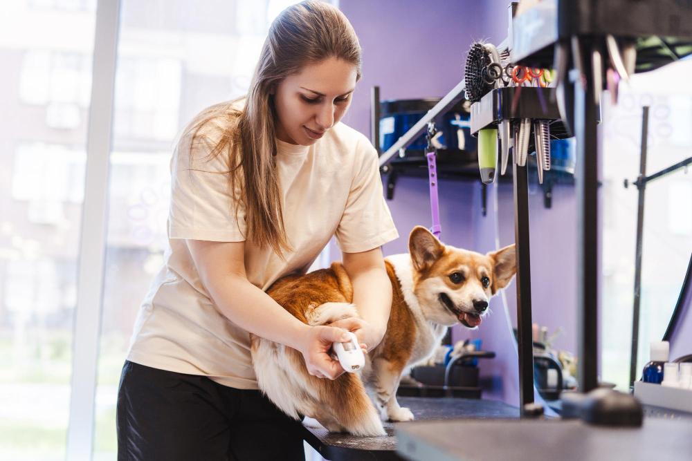 What to Expect in a Mobile Dog Grooming Service