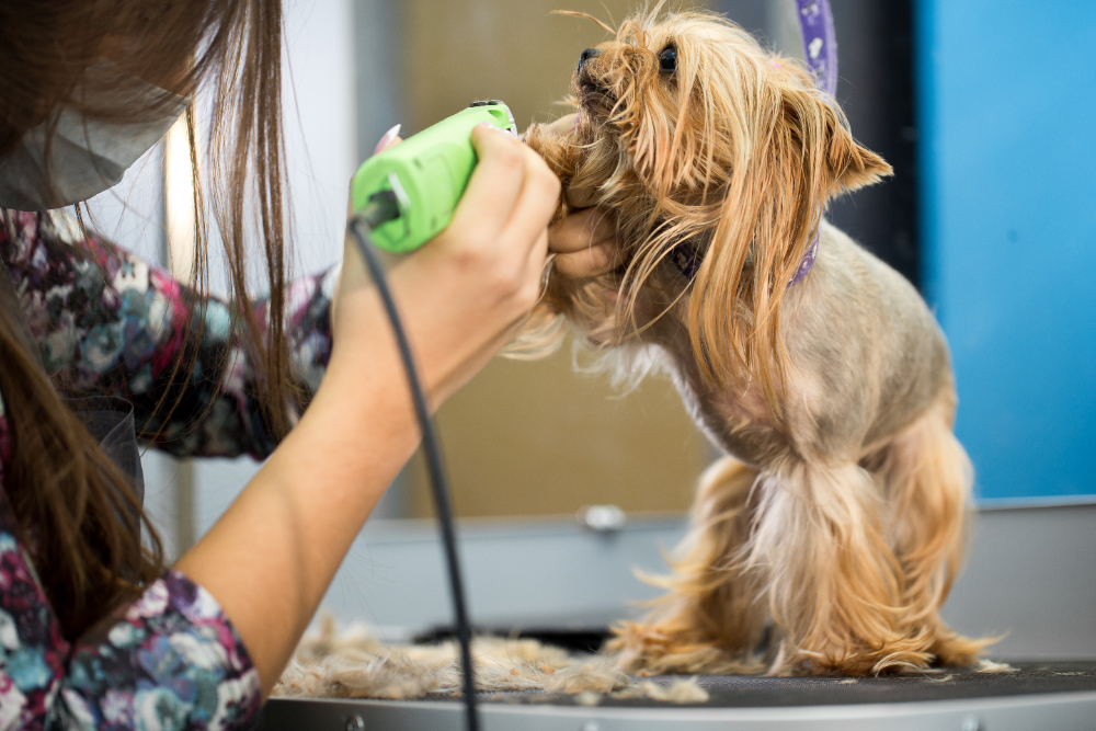 5 Advantages of Taking Your Dog to a Mobile Pet Grooming Service