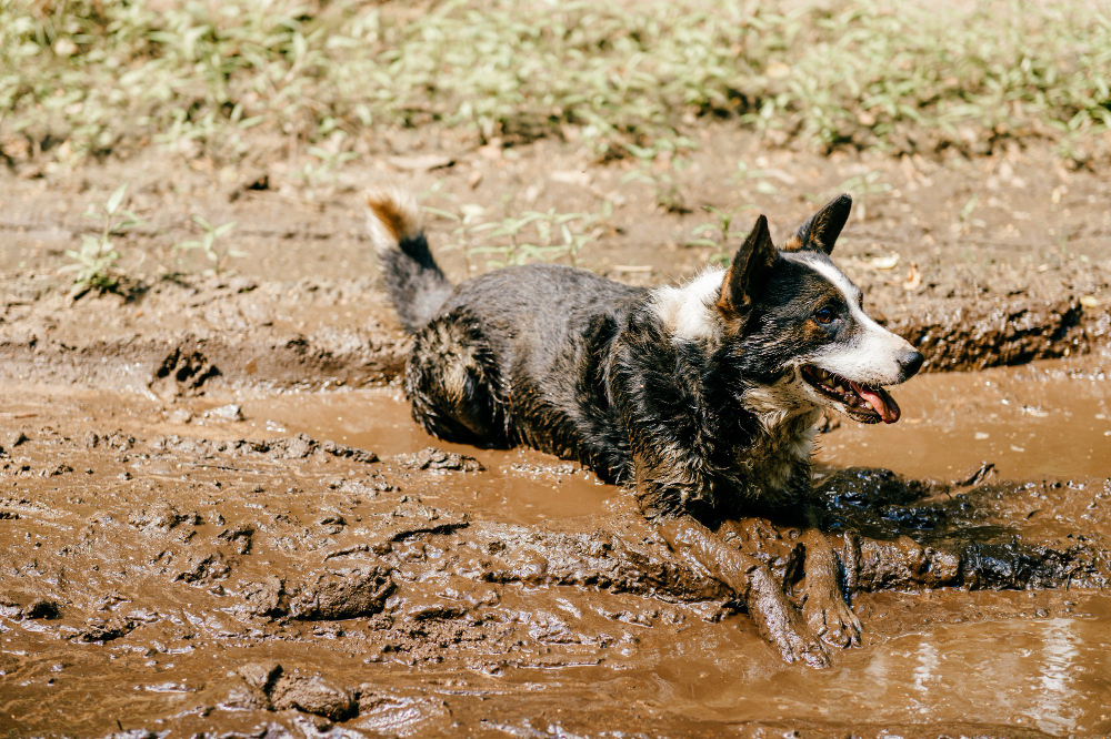 How to Clean a Muddy Dog to Keep Your Home Spotless!