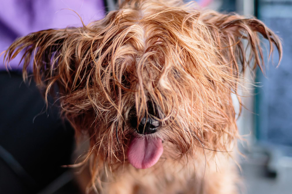 Top Signs It's Time to Take Your Dog to a Groomer