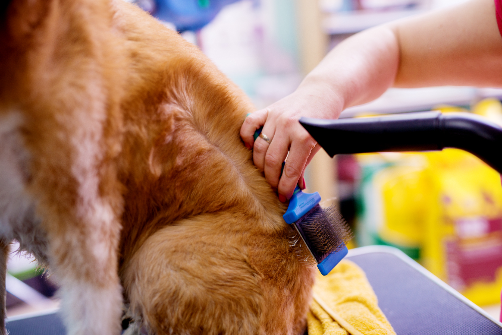 The Importance of Monthly Pet Grooming and Maintenance