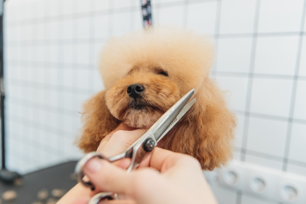 Why Grooming Scissors Matter