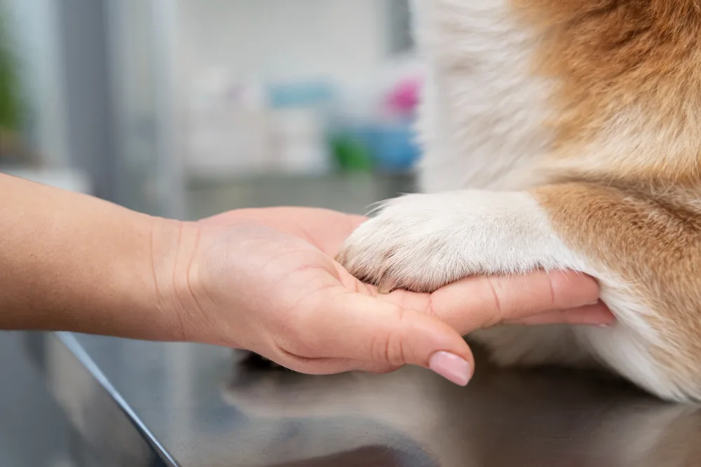How to Take Care of Your Dog’s Paws: Essential Tips Every Pet Owner Should Know