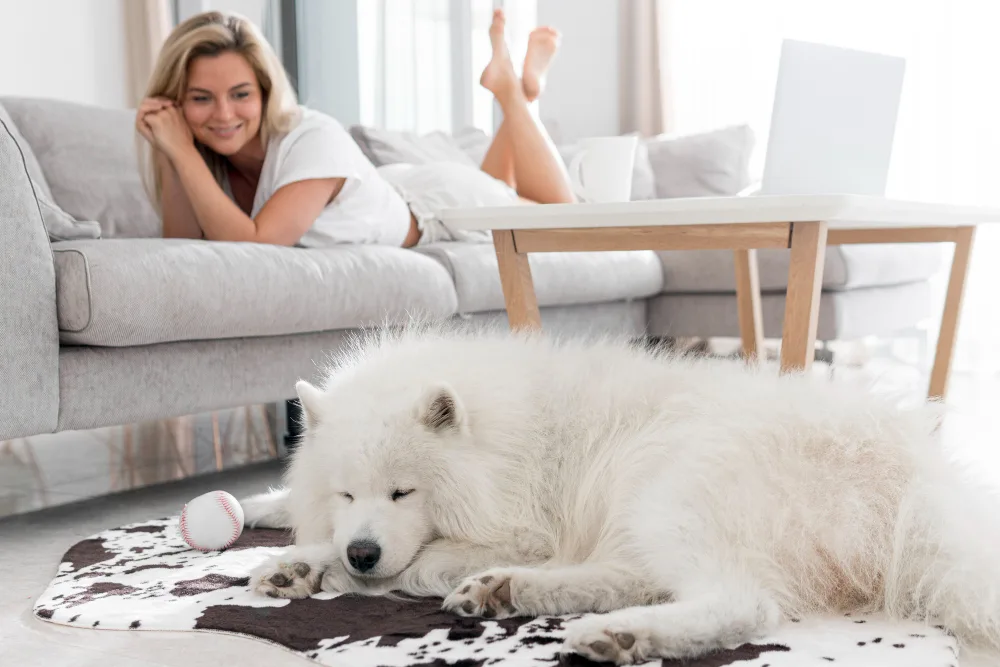 How to Keep Your Dog Clean Between Grooming Appointments