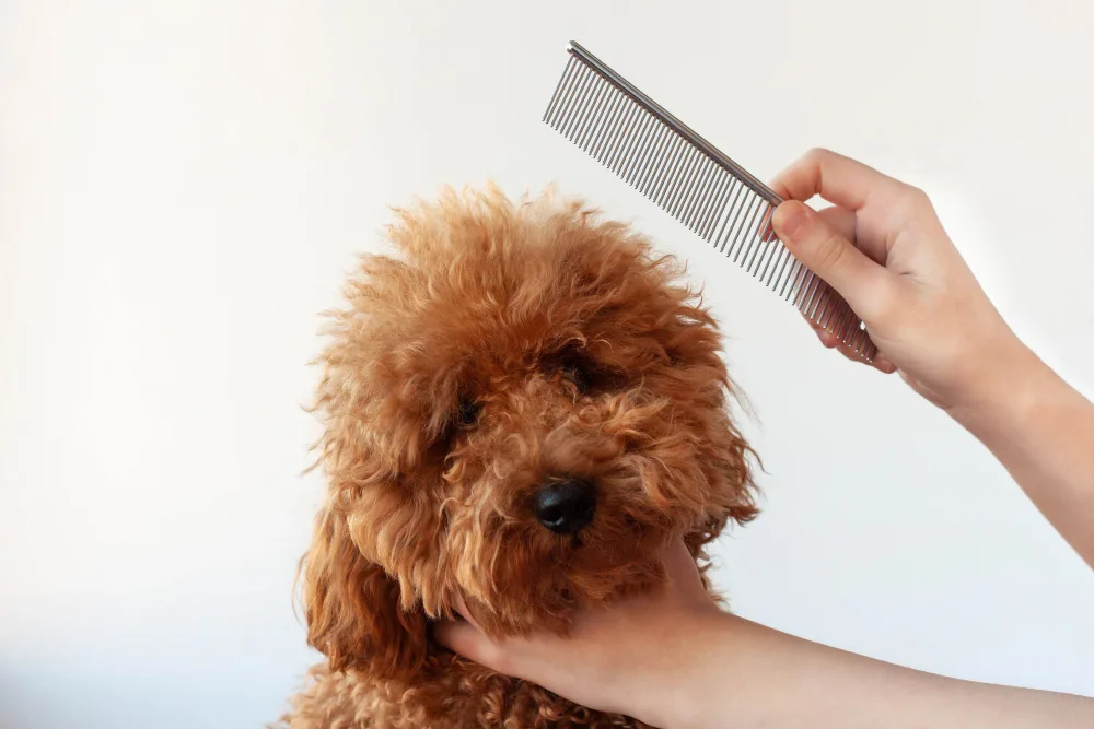 When to Start Grooming Your Puppy