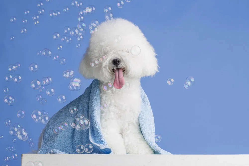 How to Trim and Shape Fluffy Dog Fur for a Perfect Look