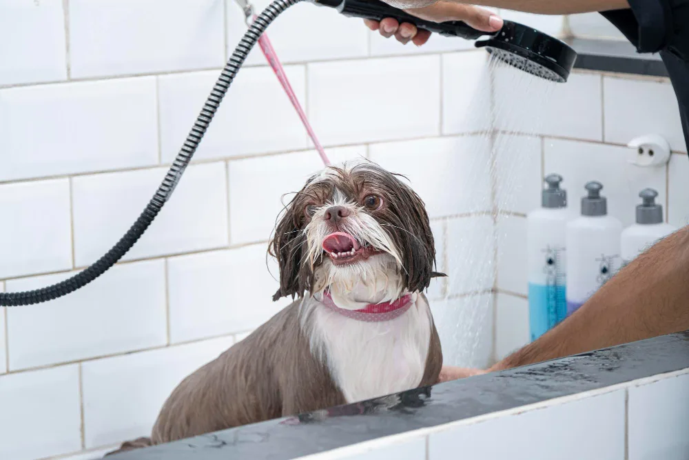 Your First Mobile Dog Grooming Visit in Columbus, OH
