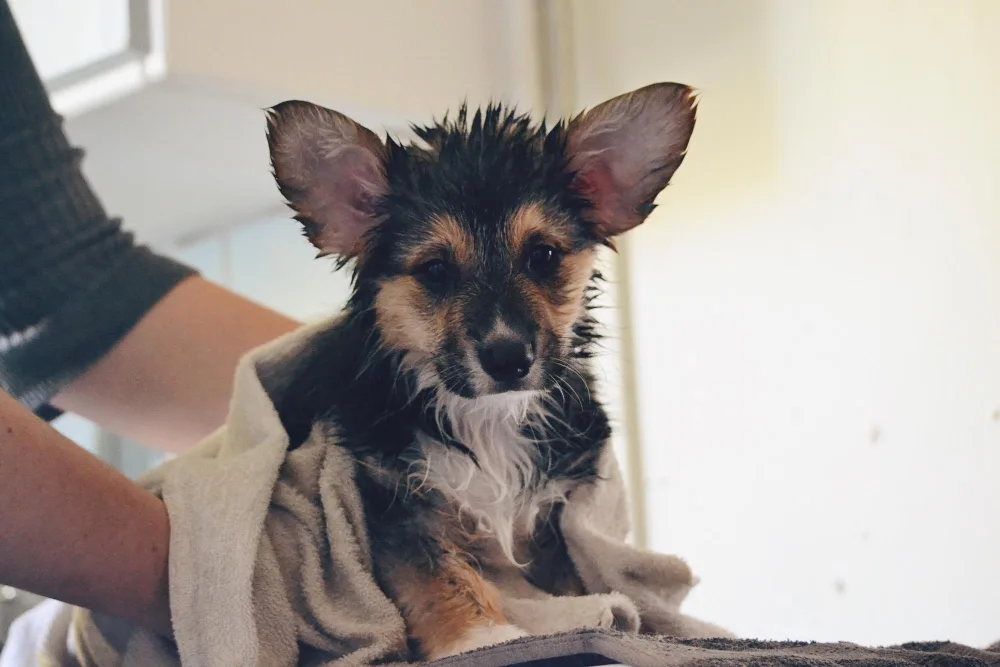 Helpful Tips for Grooming Anxious Dogs