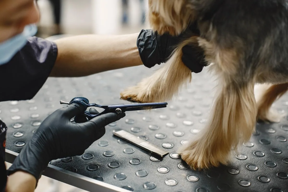 Choosing the Right Mobile Groomer