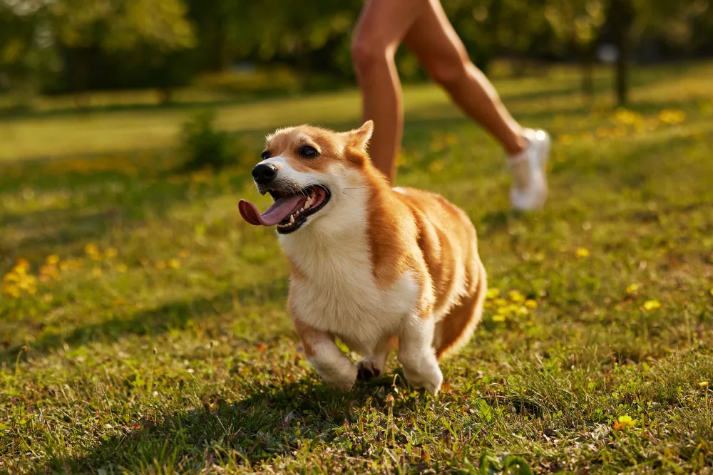 Keeping Your Furry Friends Happy and Healthy: A Complete Guide