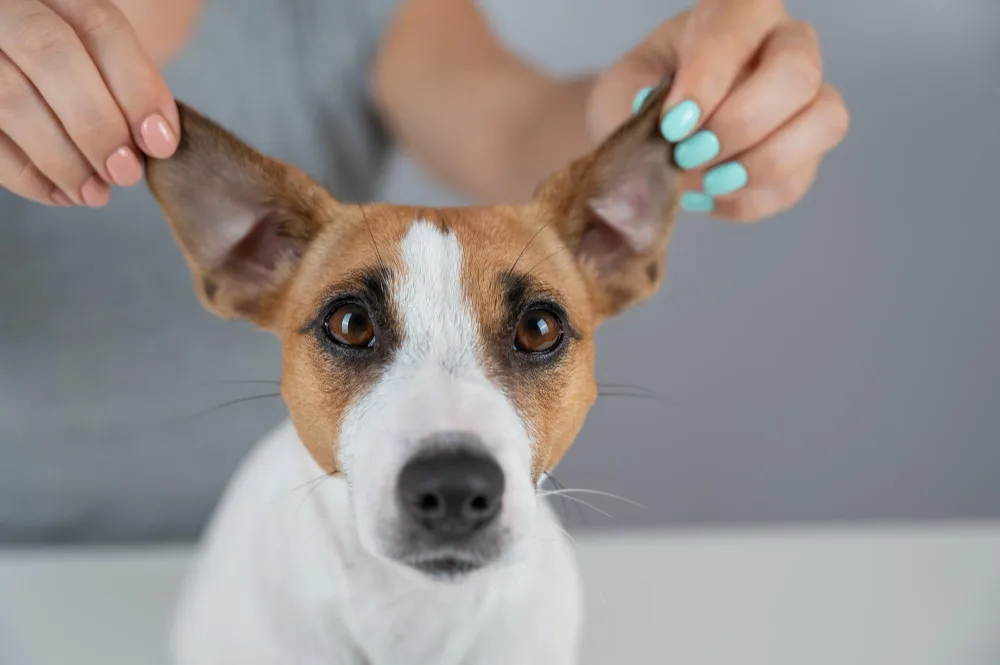 How to Take Care of Your Dog’s Ears