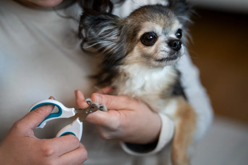 Why Trimming Your Dog's Nails Is So Important