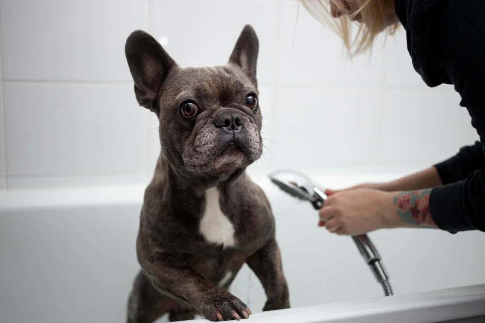 The Complete Guide to Grooming Short-Haired Dogs