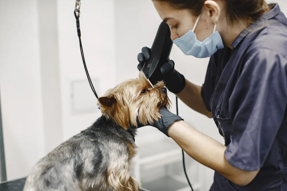 Skip the Salon: Best Mobile Dog Grooming in Columbus