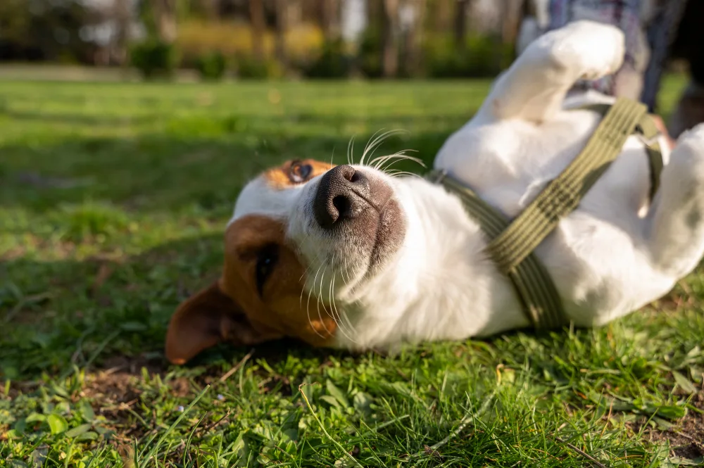8 Tips for Keeping Your Dog Cool in Hot Weather