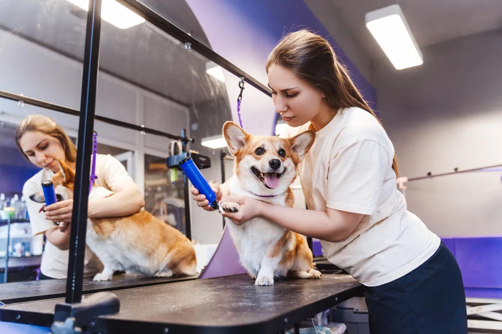 Tips for Choosing the Perfect Mobile Dog Groomer