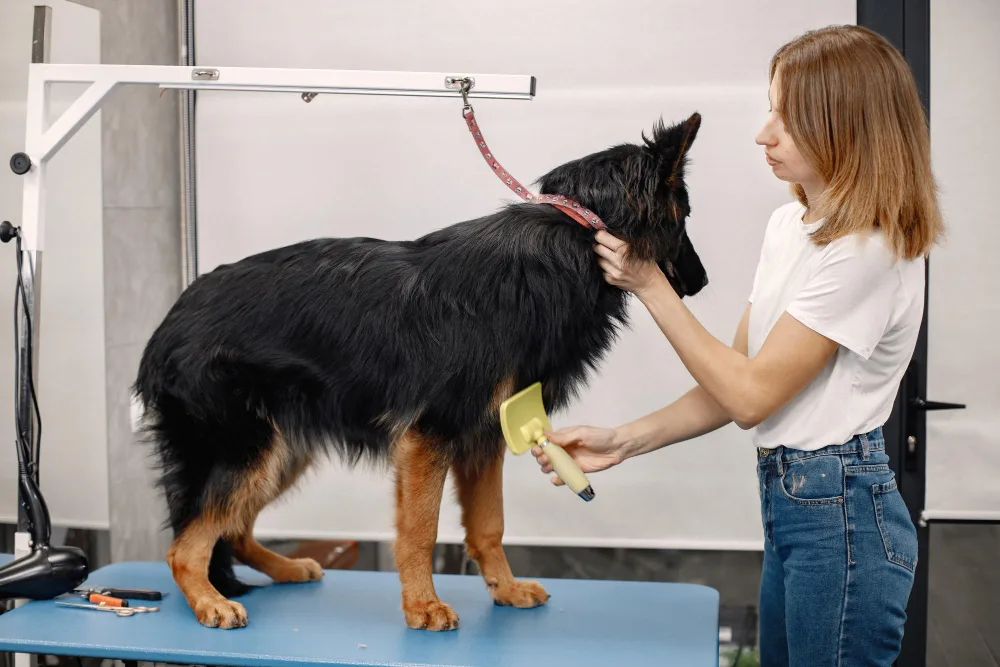 What to Expect During Your First Mobile Dog Grooming Appointment