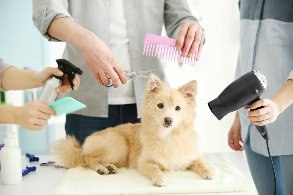 Mobile Grooming vs. Traditional Grooming: Which Is Best for Your Dog?