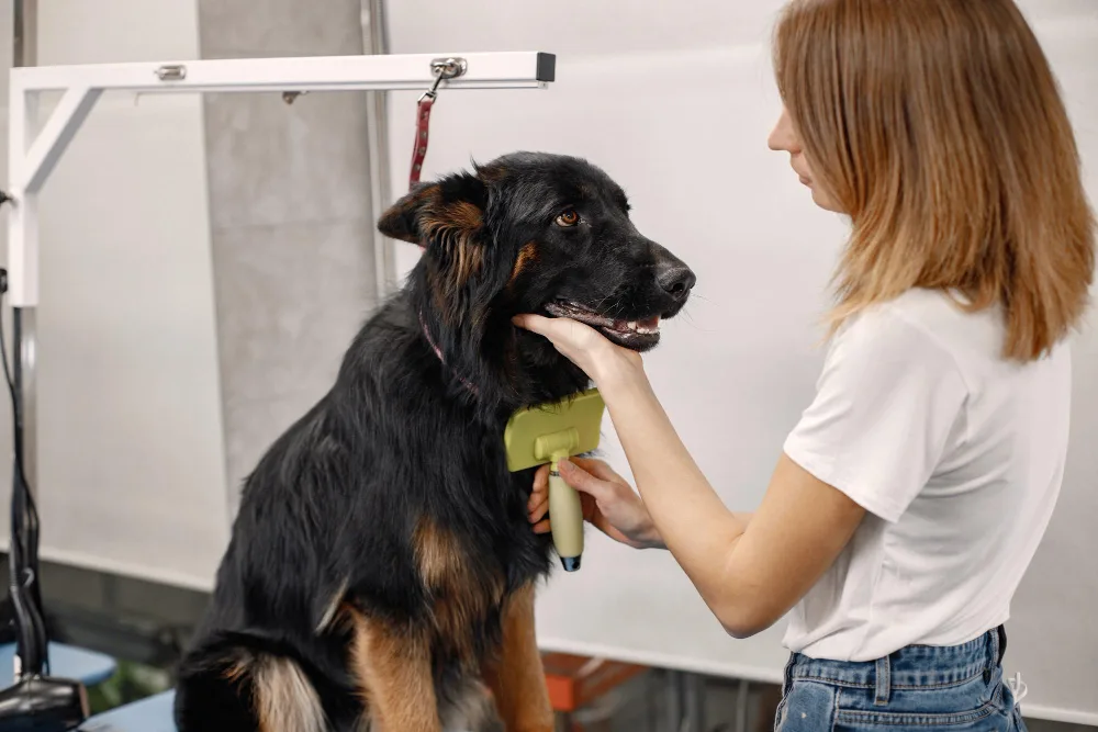The Secrets of Dog Grooming Every Pet Owner Should Know