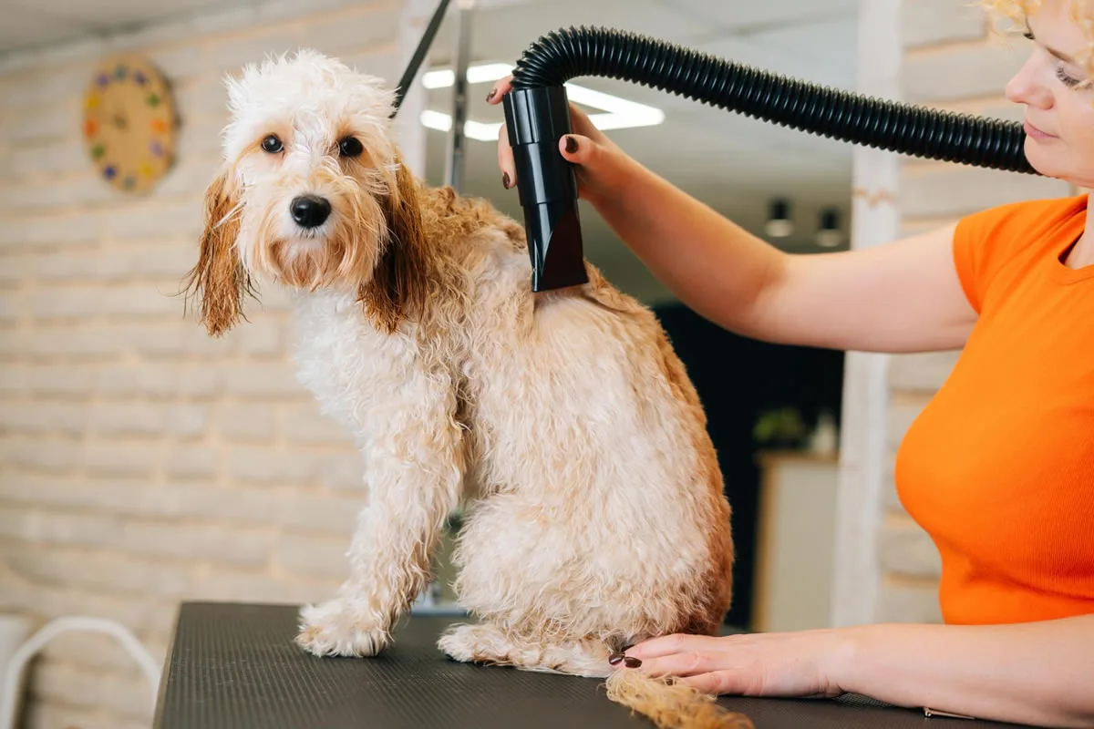 Four Advantages of Mobile Grooming Services