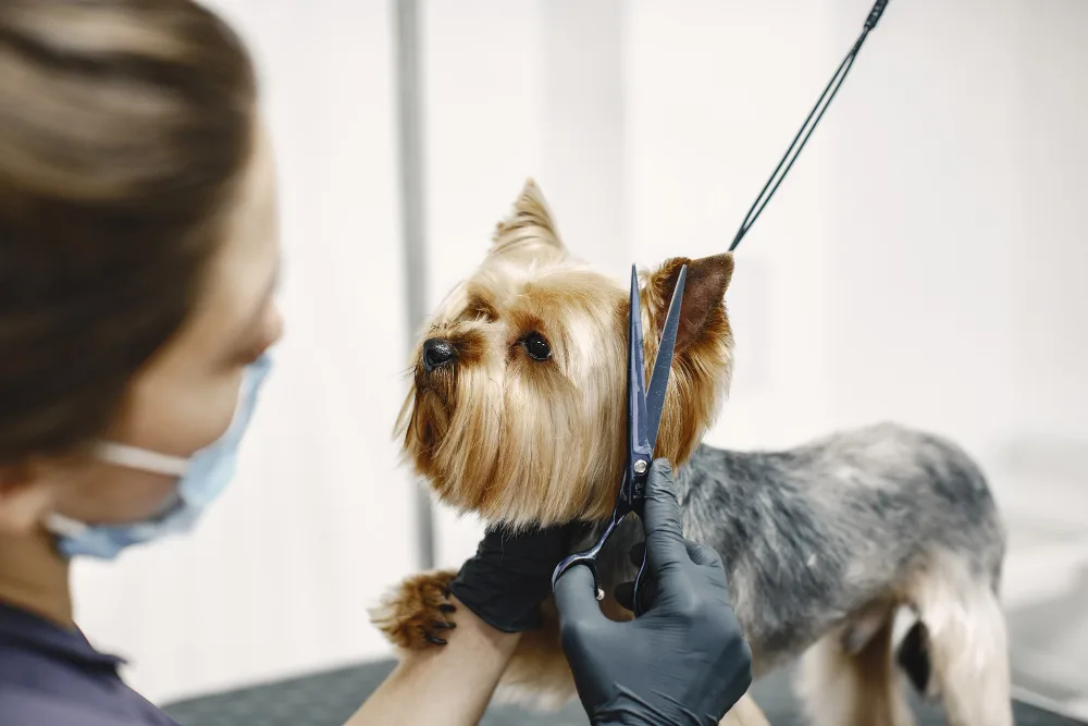 Dog Grooming Guide to Ear Shaping