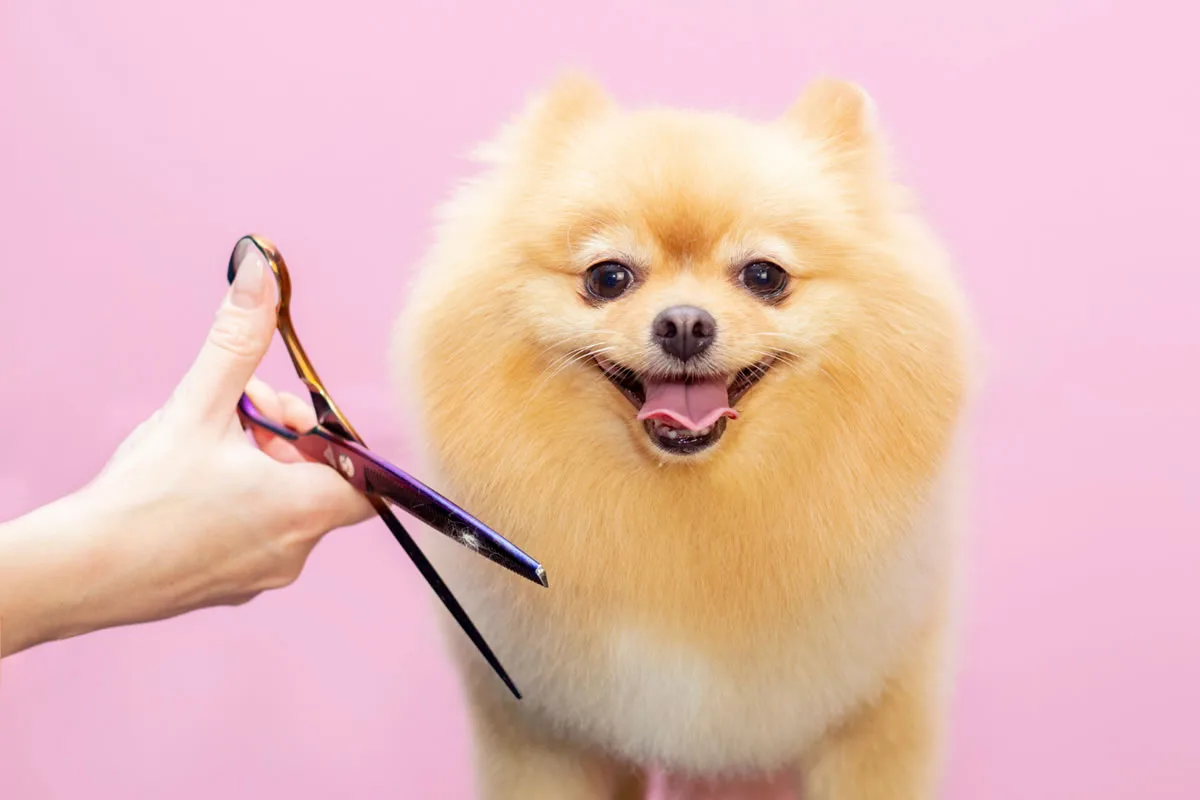 7 Grooming Tips to Keep Your Dog Looking Great