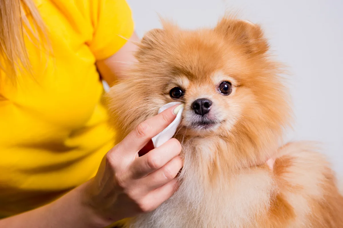 How to Ease Your Pet's Allergies