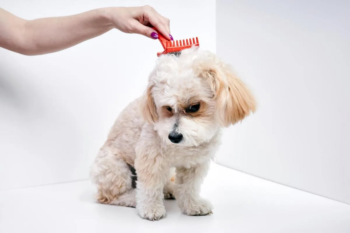 3 Great Reasons to Groom Your Dog