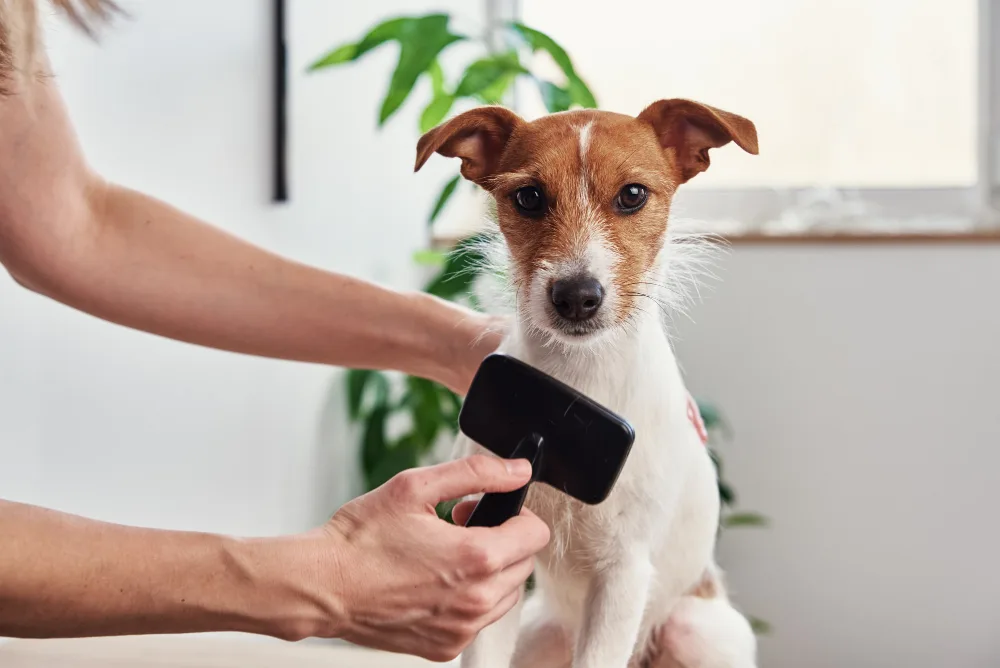 Why Mobile Dog Grooming Is the Most Convenient Option for Columbus Pet Owners