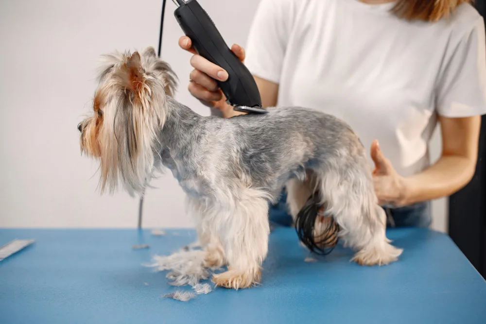 Beat the Heat: How Grooming Helps Keep Your Dog Cool
