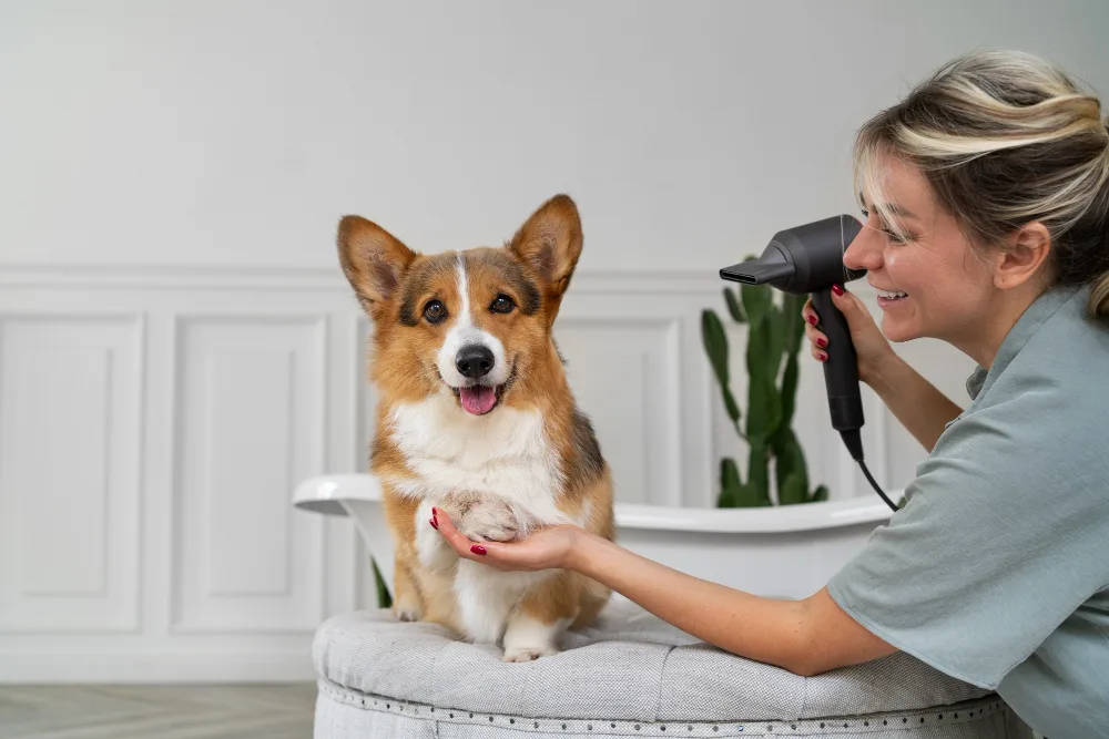 How Grooming Improves Your Dog's Health